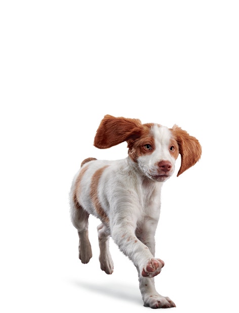 image eukanuba-puppy-medium-breed-facing-illustration-2019-restage
